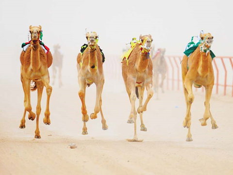 The Quirindi Camel Cup - Mackay Tourism 0