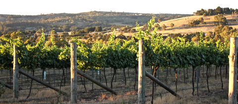 Trivia Night At Contentious Character - Mackay Tourism 2