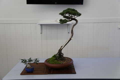 Wauchope Bonsai Workshop Group - Mackay Tourism 0