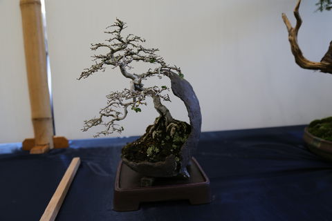 Wauchope Bonsai Workshop Group - Mackay Tourism 1