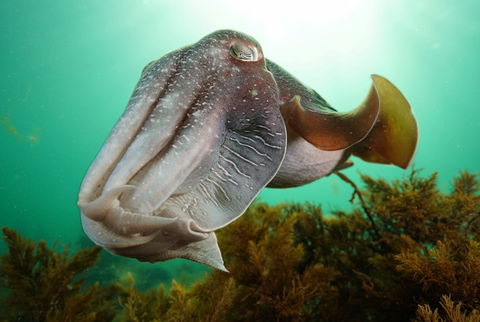 Whyalla Maritime Museum - Cuttlefish Capers - Mackay Tourism 0