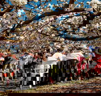 Young Cherry Blossom Long Lazy Lunch - Mackay Tourism