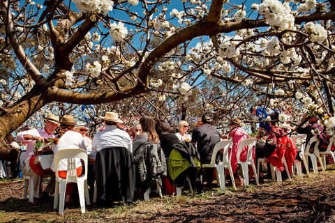 Young Cherry Blossom Long Lazy Lunch - Mackay Tourism 0