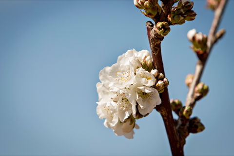 Young Cherry Blossom Long Lazy Lunch - Mackay Tourism 1