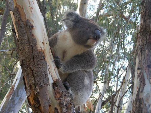 Annual Koala Count - Mackay Tourism 0