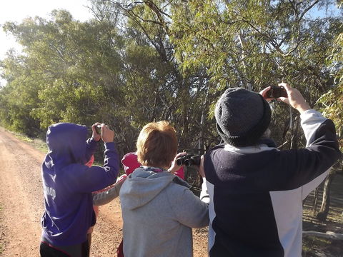Annual Koala Count - Mackay Tourism 1