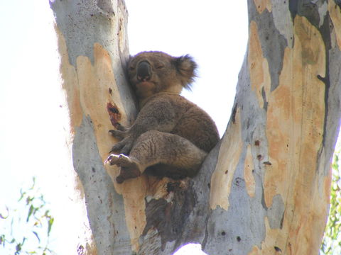 Annual Koala Count - Mackay Tourism 2