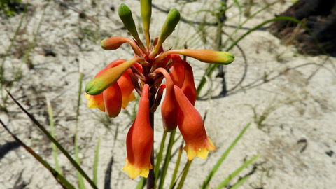 Australian Flora: Past, Present And Future - Mackay Tourism 0