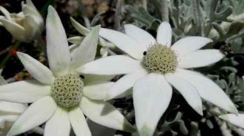 Australian Flora: Past, Present And Future - Mackay Tourism 2