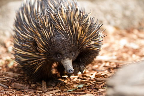 Aussie Wildlife Course - July/August/September - Mackay Tourism 0
