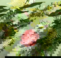 Blackheath Flower and Craft Show - Mackay Tourism