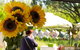 Blackville Arts And Market Day - thumb 0