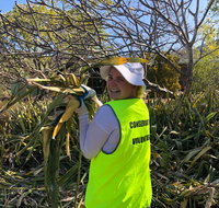 Conservation Volunteers Australia Townsville - Beach Scrub Conservation - Mackay Tourism