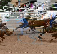 Dalgety Team Penning - Mackay Tourism