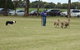 Dean Sheepdog Trials - Old Sniff Classic - thumb 0