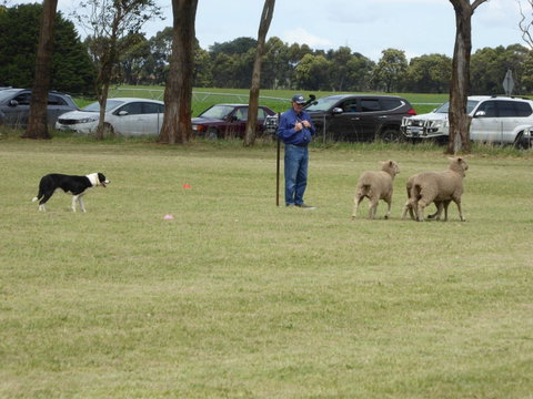 Dean Sheepdog Trials - Old Sniff Classic - Mackay Tourism 0