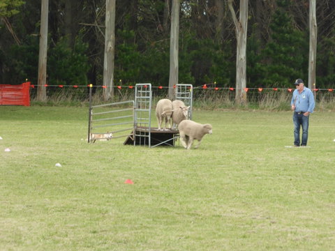 Dean Sheepdog Trials - Old Sniff Classic - Mackay Tourism 2