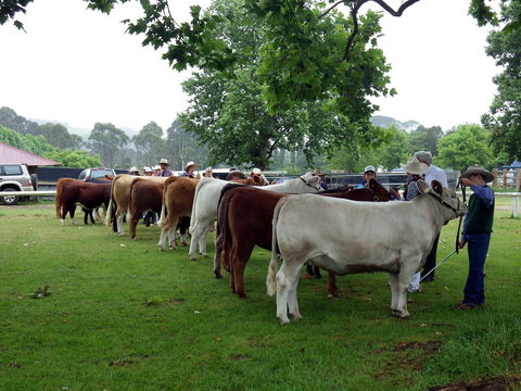 Dorrigo Agricultural Show - Mackay Tourism 0