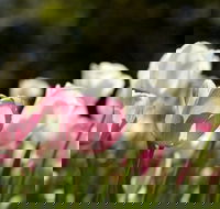 Floriade Reimagined - Mackay Tourism