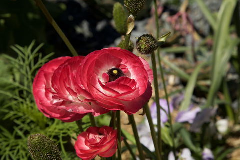 Garden Expo Benalla - Mackay Tourism 0