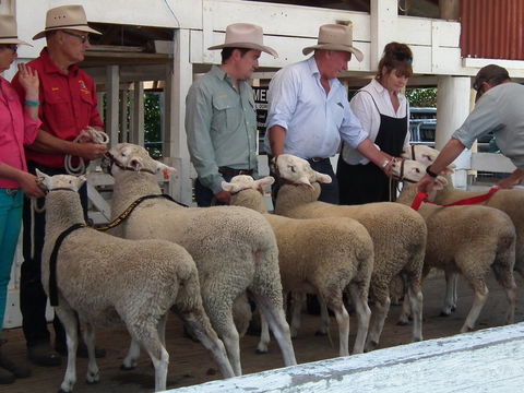Glen Innes Pastoral And Agricultural Show - Mackay Tourism 2