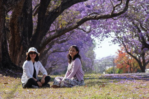 Grafton Jacaranda Festival - Mackay Tourism 1