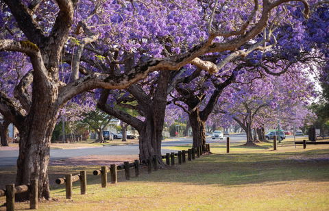 Grafton Jacaranda Festival - Mackay Tourism 2