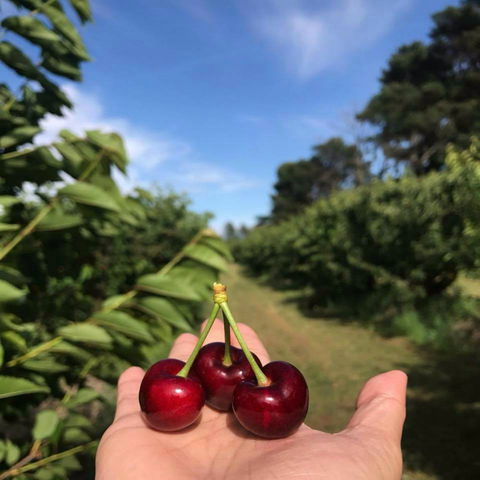 National Cherry Festival - Mackay Tourism 0