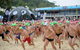 Noosa Summer Swim Festival 2021 - thumb 2