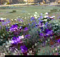 Riverina Iris Farm Open Garden and Iris Display - Mackay Tourism