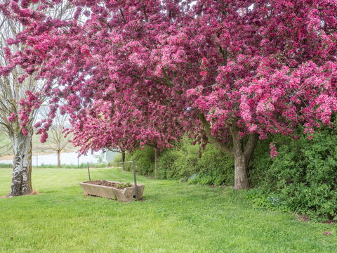 Tumbarumba Spring Flower Festival - Mackay Tourism 1