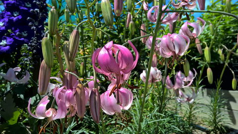 Burnie Lilium Show - Mackay Tourism 1