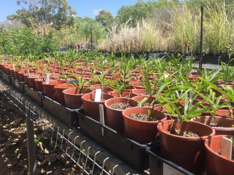 Conservation Volunteers Australia Townsville - Ocean View Nursery - Mackay Tourism 2