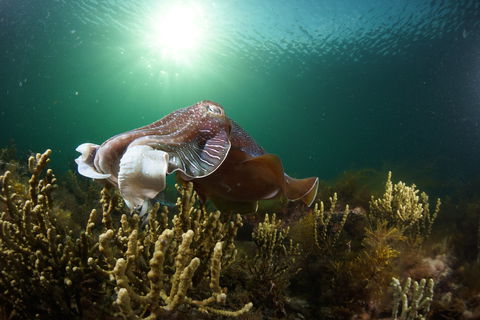 Cuttlefish Diving & Snorkeling EVERYDAY May -August - Mackay Tourism 0