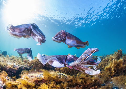 Cuttlefish Diving & Snorkeling EVERYDAY May -August - Mackay Tourism 2