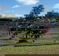 Dungog Team Penning - Mackay Tourism