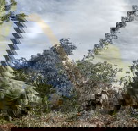 Lost Sanctuary at Healesville Sanctuary - Mackay Tourism