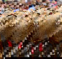 Rosto Merriwa Festival of the Fleeces - Mackay Tourism