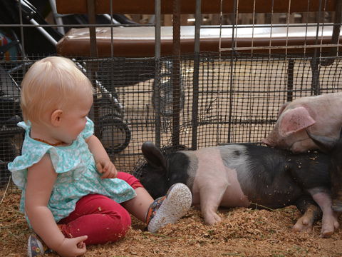 The Gunnedah Show - Mackay Tourism 1