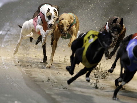 Twilight Greyhound Racing - Mackay Tourism 0