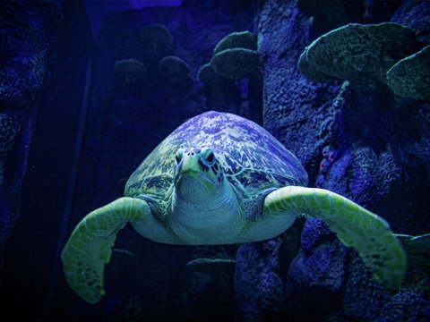 Sydney's Aquarium - Mackay Tourism 0