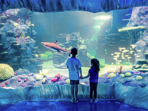 Sydney's Aquarium - Mackay Tourism 1