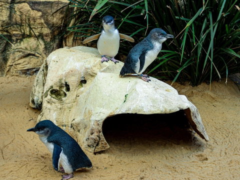 Sydney's Aquarium - Mackay Tourism 2