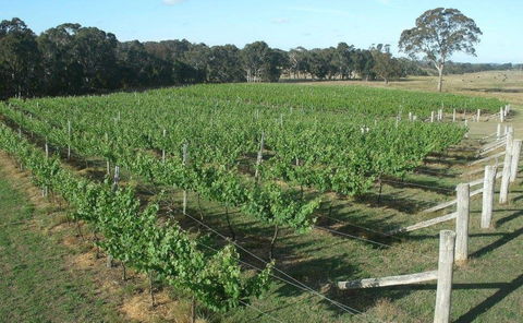 Yarralaw Springs Wines  - Cellar Door Wine Tasting - Mackay Tourism 1