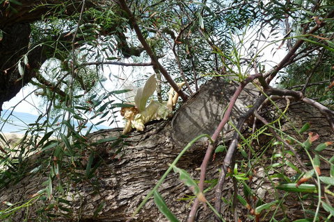 Swansea Motor Inn - Mackay Tourism 1