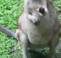 Bluewater Bed  Breakfast Cairns - Mackay Tourism