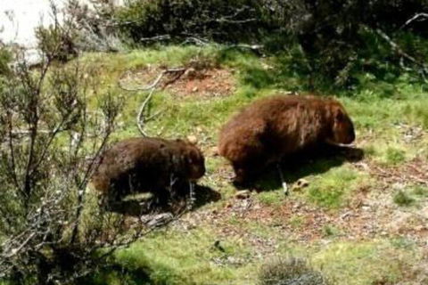 Wombat Cabin - Mackay Tourism 7