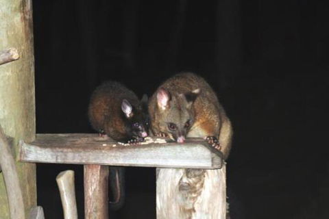Wombat Cabin - Mackay Tourism 5