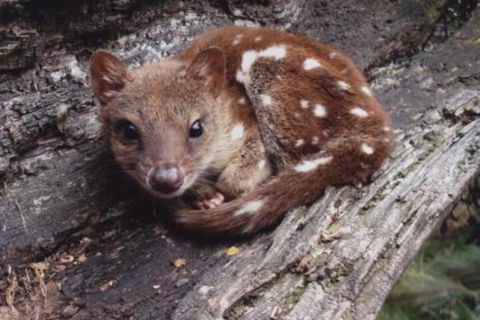 Wombat Cabin - Mackay Tourism 3