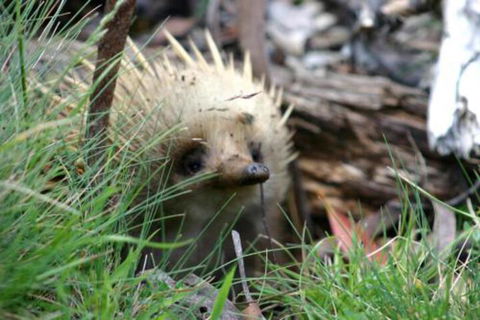 Wombat Cabin - Mackay Tourism 2